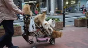 jalan jalan sama kucing